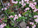 Alpine Azalea